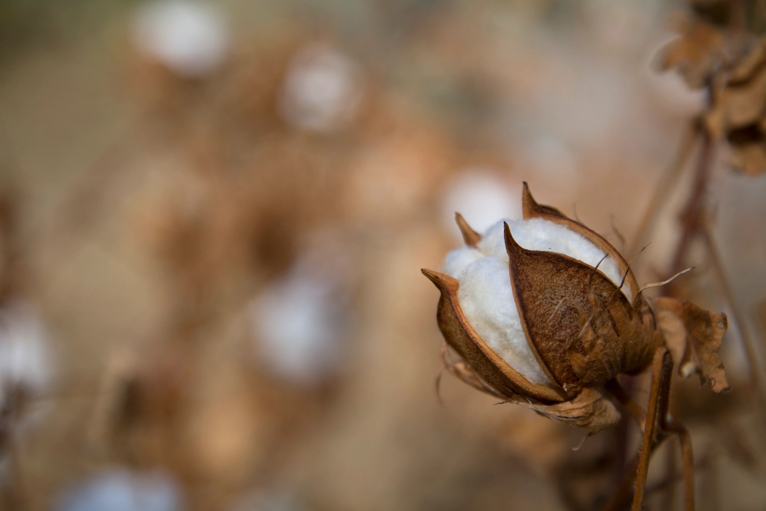 Cotton boll on plant ready for harvest